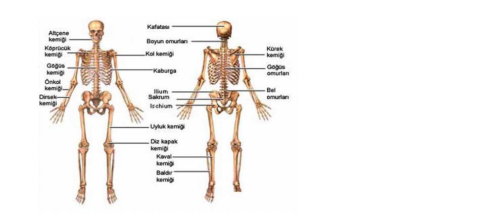 Kemik Yaralanmaları