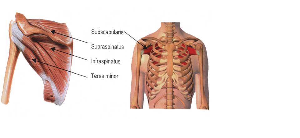 Rotator Cuff Yırtıkları